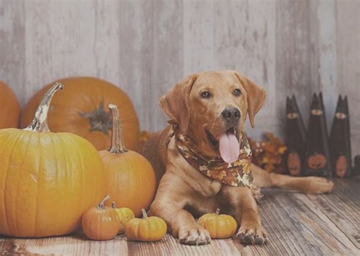 Is rice or pumpkin better for dogs