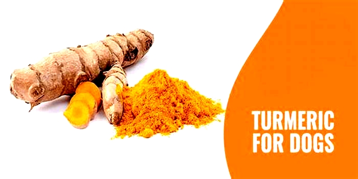 Is turmeric bad for dogs?