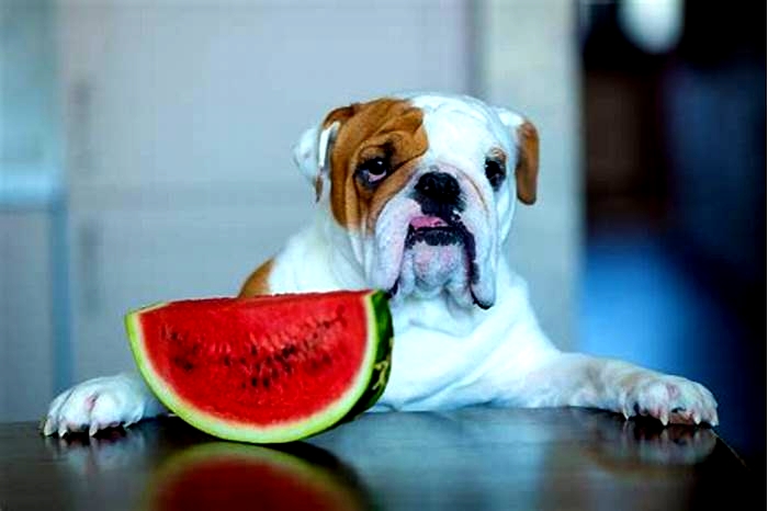 Is watermelon good for a dog?