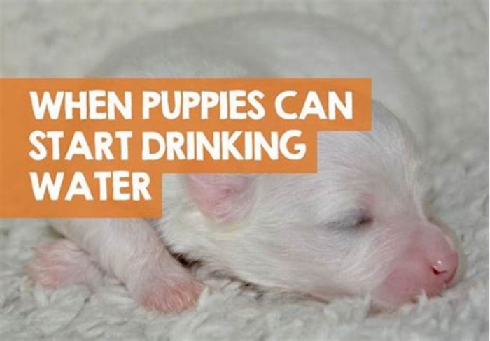 Should 4 week old puppies drink water