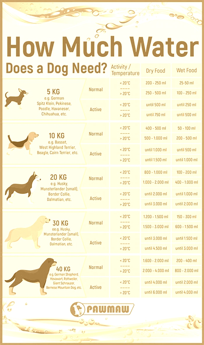 Should 8 week old puppies drink water?