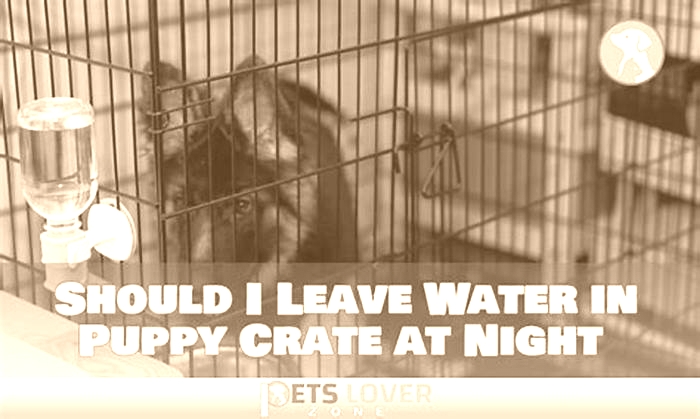 Should I leave water in my puppy crate at night