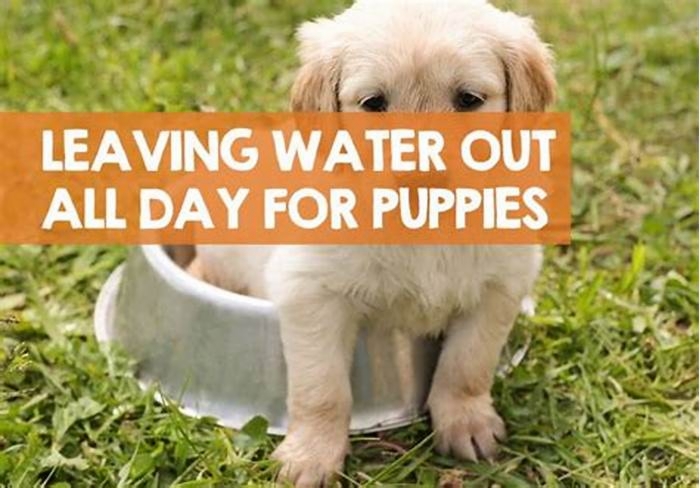 Should I leave water out all day for my 8 week old puppy