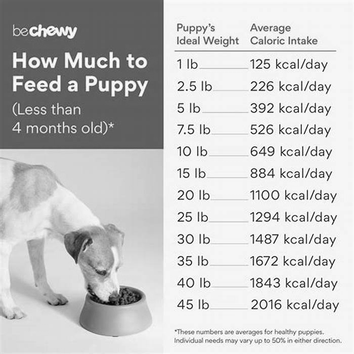 Should a 10 week old puppy eat wet or dry food?