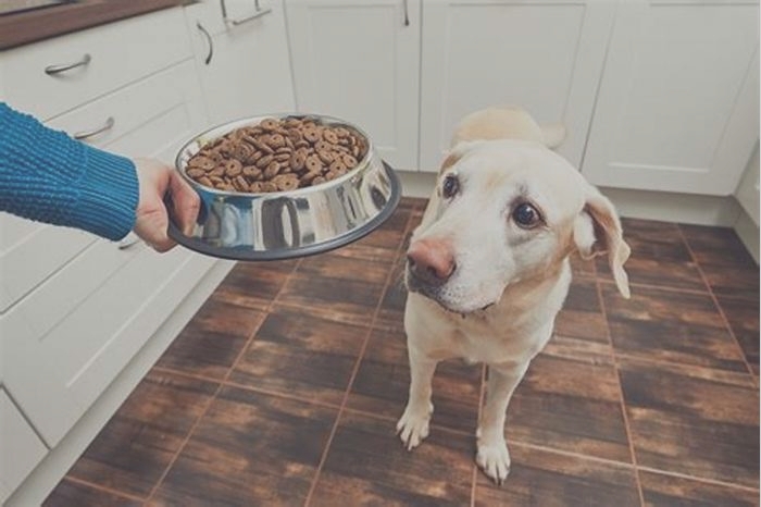 Should dogs have a mix of wet and dry food