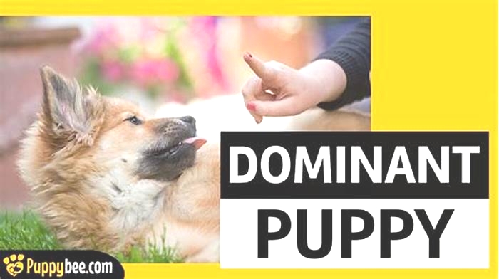 Should you pick the dominant puppy?