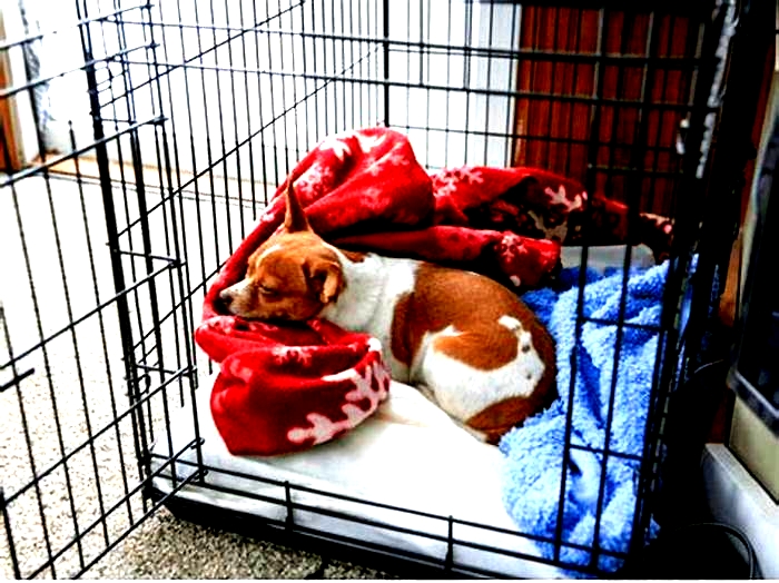 Should you put a blanket over a puppy crate?