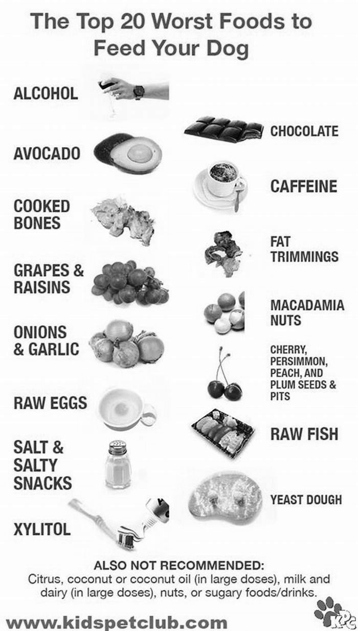 What 3 meats should dogs avoid