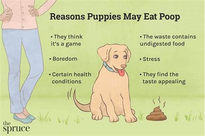 What age does mom stop eating puppies poop?