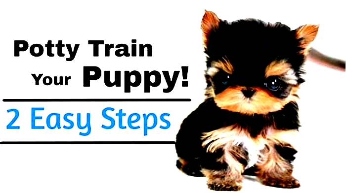 What age is easiest to potty train a puppy?