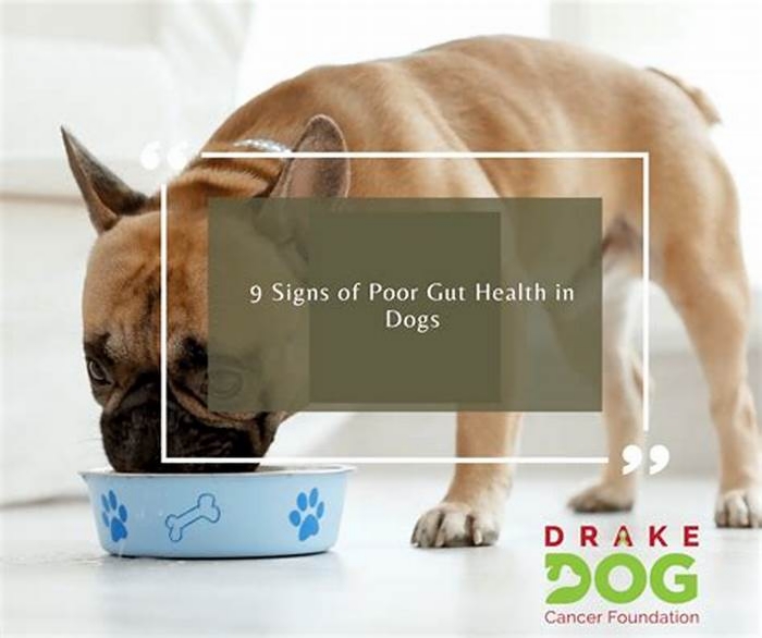 What are signs of poor gut health in dogs