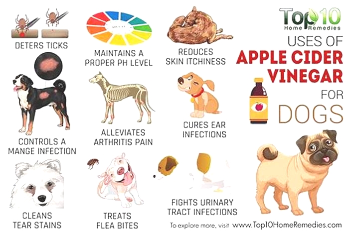 What are the cons of apple cider vinegar for dogs