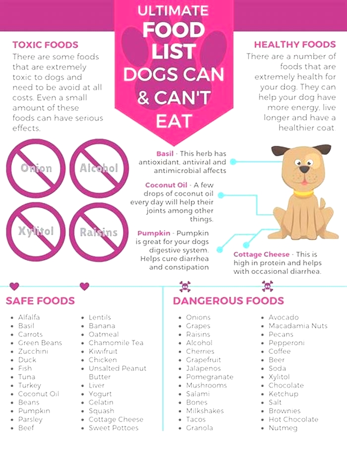 What are the five foods dogs should not eat