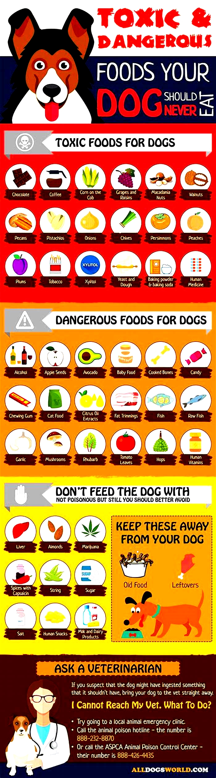 What are the five most toxic foods for dogs?