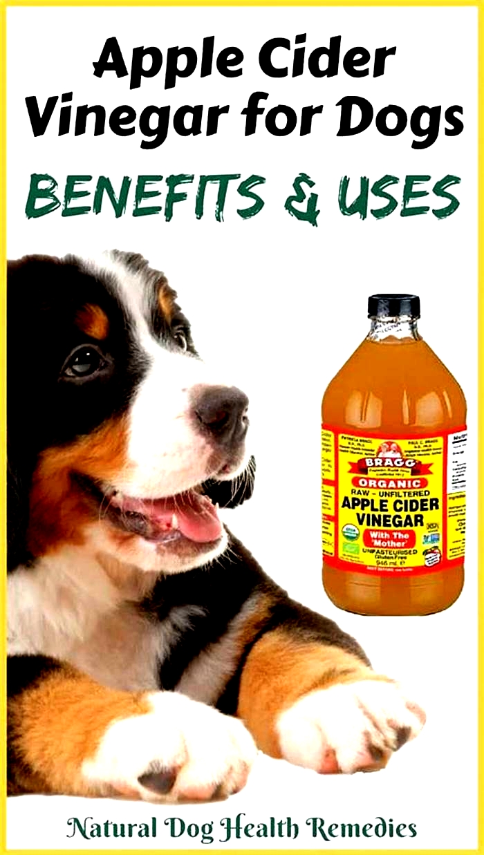 What are the side effects of apple cider vinegar on dogs?