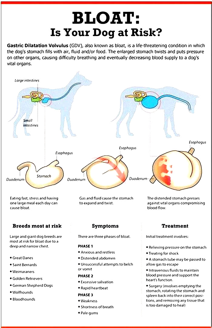 What are the signs of stomach pain in puppies