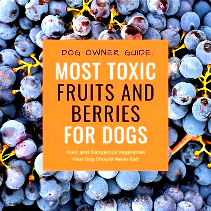 What berries are toxic to dogs