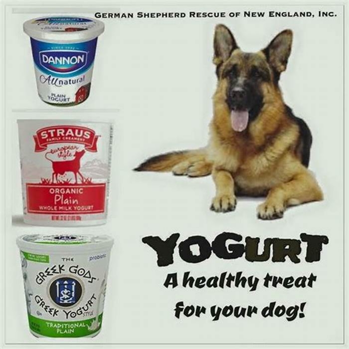 What brand of Greek yogurt can dogs have