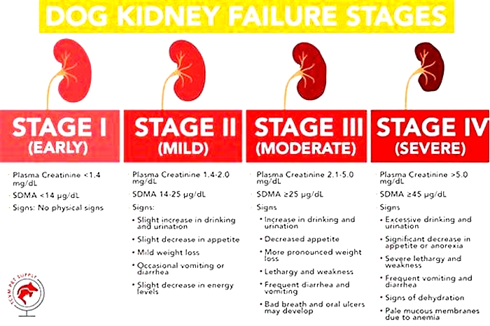 What breed of dogs get kidney failure