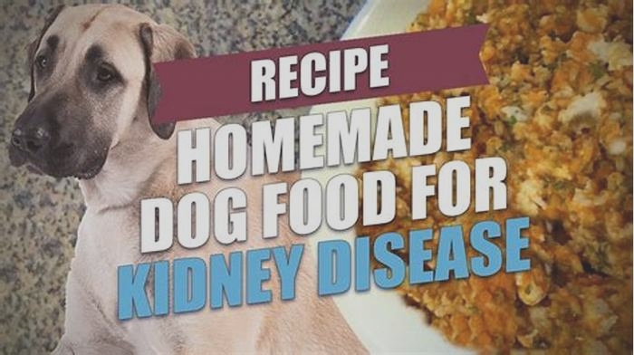 What can I feed my dog to help his kidneys?