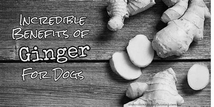 What does ginger do for dogs?