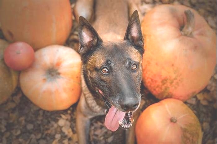 What does pumpkin do for dogs?