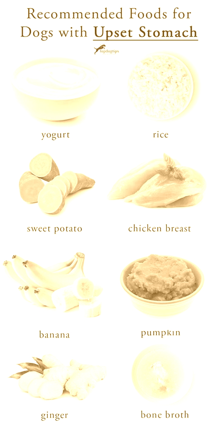 What foods settle a dog s stomach