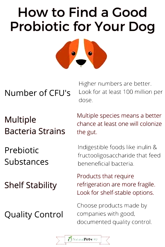 What human probiotics can you give dogs?