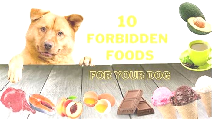 What is forbidden to feed the dog