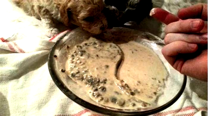 What is gruel for puppies?