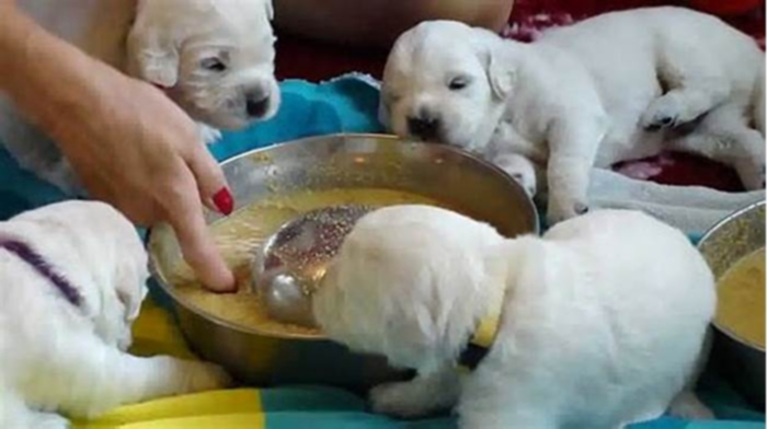 What is the best first solid food for puppies