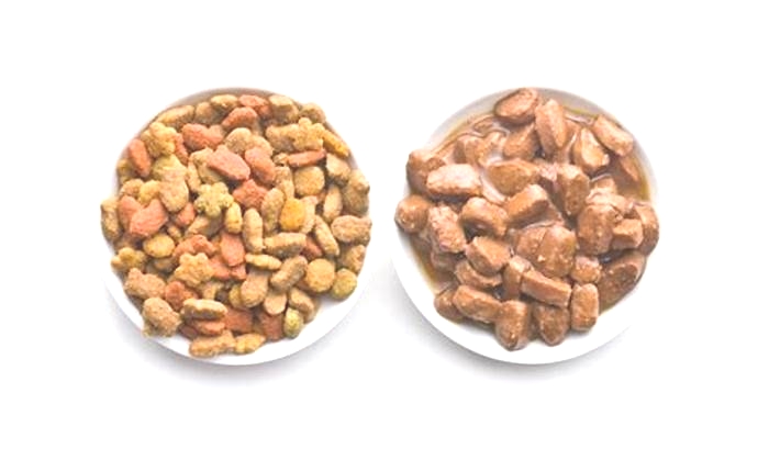 What is the best wet and dry dog food mix?