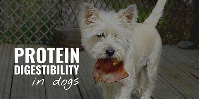 What is the easiest protein for dogs to digest