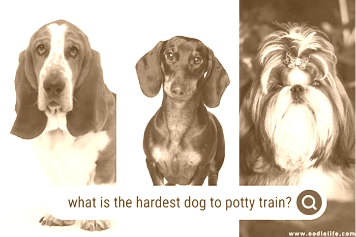 What is the hardest dog to potty train