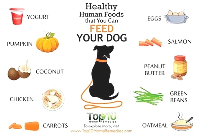 What is the healthiest food to feed your dog?