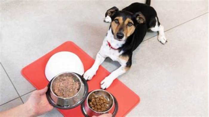 What is the healthiest way to feed a puppy