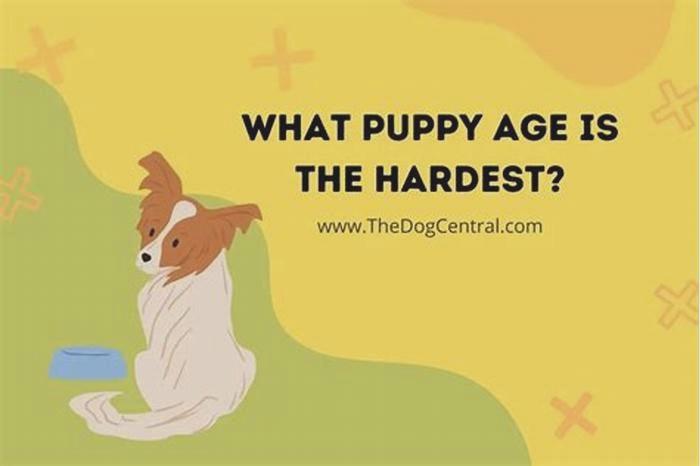 What is the most difficult puppy age