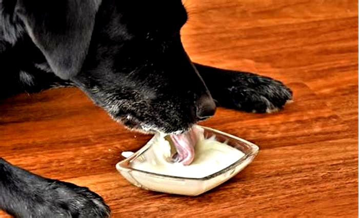 What kind of yogurt can dogs eat everyday