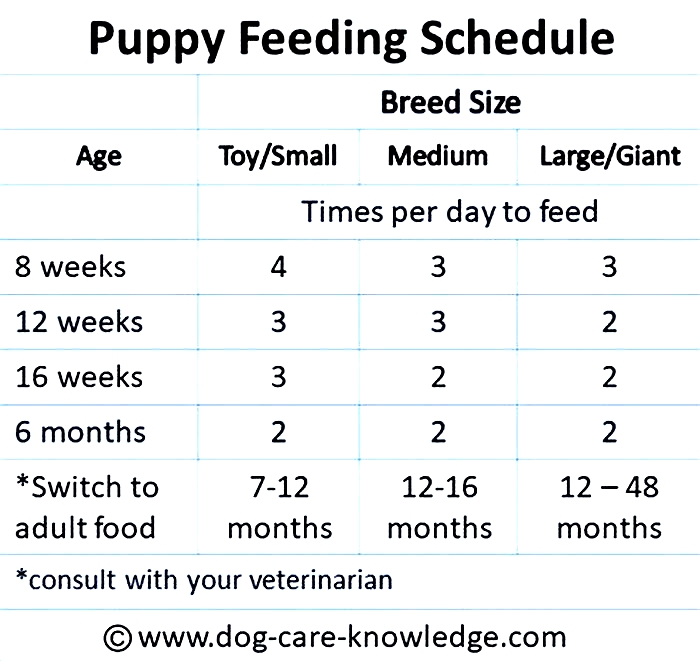 What's a good feeding schedule for a puppy?