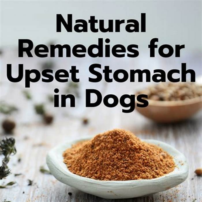 What soothes a puppy's stomach?