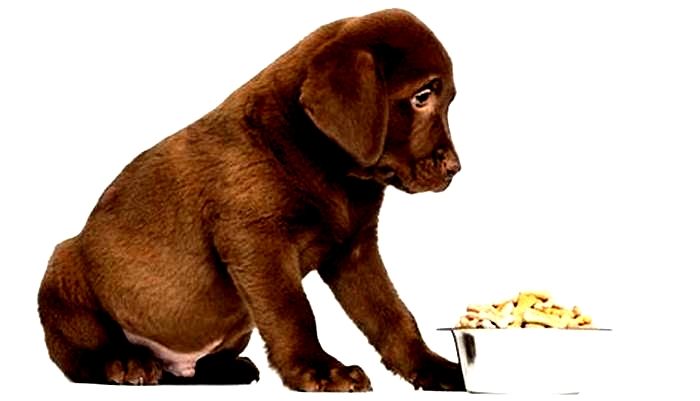 What to avoid when buying puppy food?