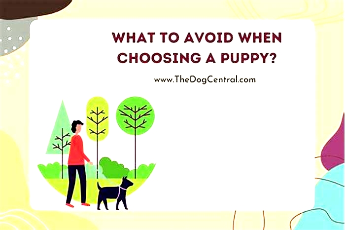 What to avoid when choosing a puppy?