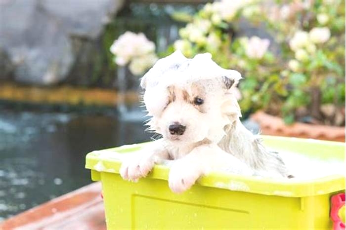 When can puppies have their first bath?