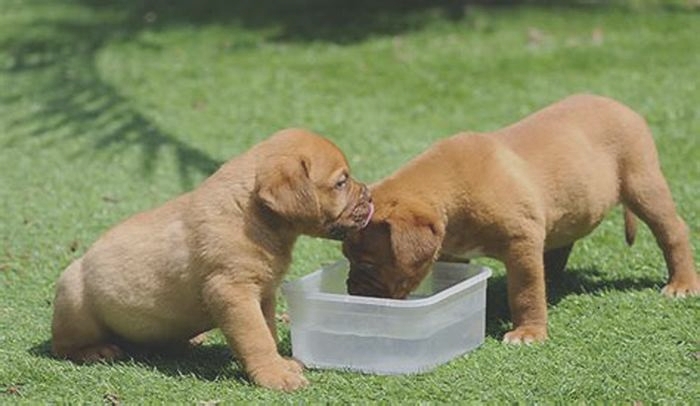 When can puppies start drinking water