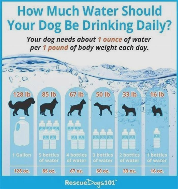 When should I stop giving my puppy water at night