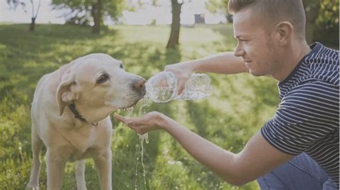 When should I stop giving my puppy water before bed?