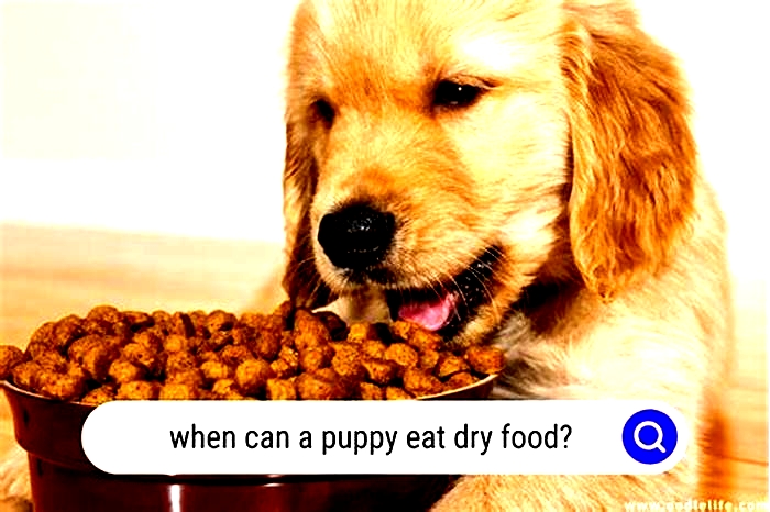 When should puppies start eating dry food?