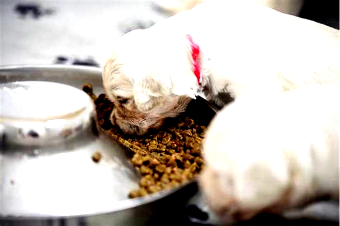 When should puppies start eating gruel