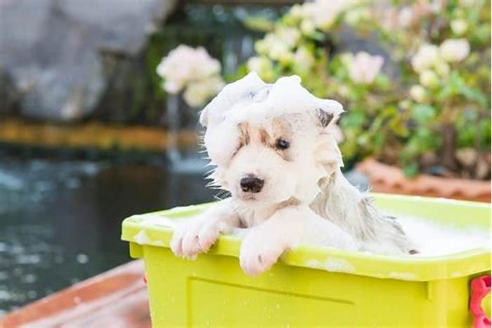 When to give a puppy its first bath