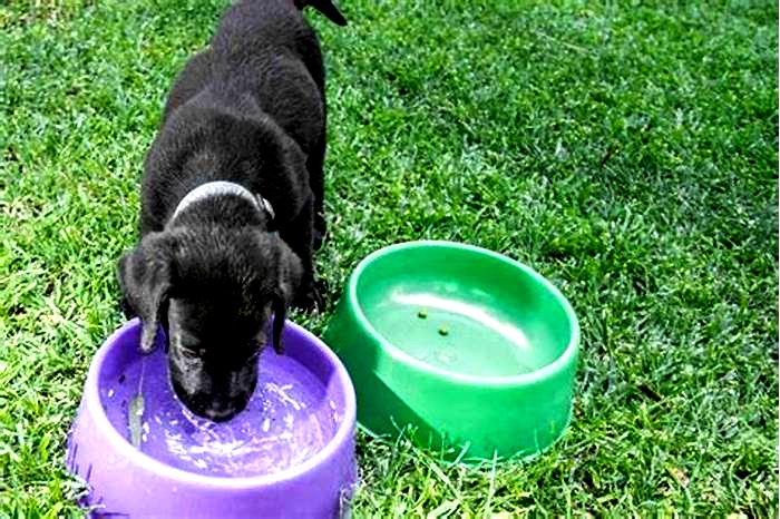 When to start giving puppies water